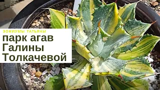 Коллекция агав Галины Толкачевой Agave Collection