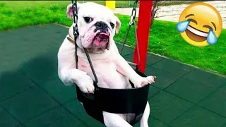 Funniest Cats /Dog Videos 2024 😅 - Best Funny Animal Videos Of The week 🐶 😹