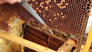 Reproduction of queen bees for beginner beekeepers | Honeycomb Trimming Method