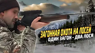 Загонная охота на лося. Один загон - два лося.