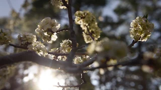 The Secret World of Trees