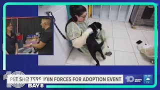 Tampa Bay animal shelters hosting mega adoption event