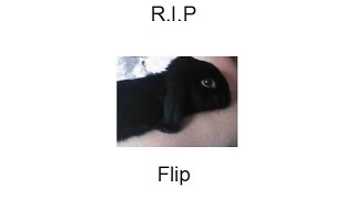 R.I.P Flip (The little bunny)