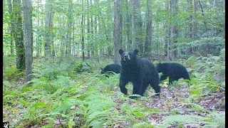 Browning Trail Cam Videos- Fall 2021