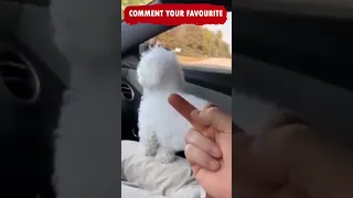 Funniest Cats And Dogs🐱🐶 Funny Animals Video Compilation, Fails Caught on Camera Tiktok Memes EP 114