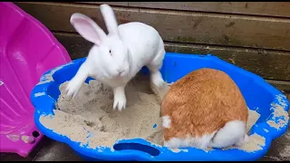 Bunnies Playing In A SandBox