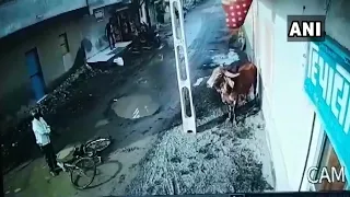 Caught on cam: 2 injured after being attacked by out of control bull