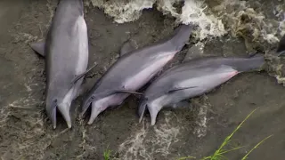 Smart Dolphins Beach their Prey | The Hunt | BBC Earth