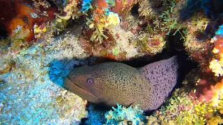 Giant Moray Eel - Dangerous Moray - Marine Life Documentary