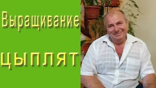 Выращивание цыплят.  Как вырастить суточных цыплят?