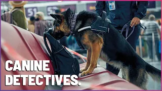 K9 Dog Sniffs Out Hidden Explosives In Airport | Wonder