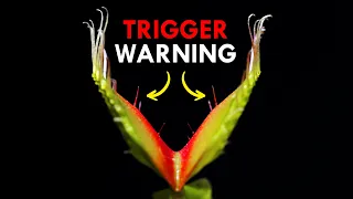 How Venus Flytraps Use Trigger Warnings To Trap Prey