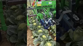 Field Demo Of Cabbage Harvester || Made By Fardin Factory Italy || #shorts
