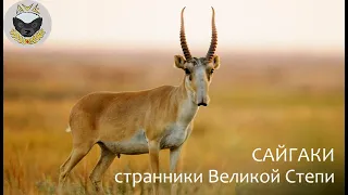 СТРАННИКИ ВЕЛИКОЙ СТЕПИ | Документальный фильм Книги Животных о сайгаках