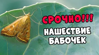 СРОЧНО! Нашествие бабочек! ОПАСНО. Как бороться?