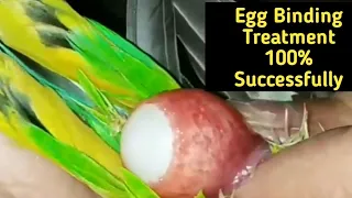 Budgies Parrot Egg Binding|How To  Treatment | egg binding in budgies| love birds egg binding |Hindi