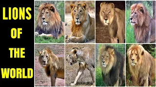 All Lion (Former) Subspecies