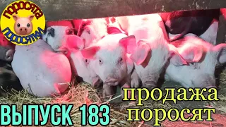 О наболевшем// Продажа поросят// Цены на зерно// Цены на поросят//