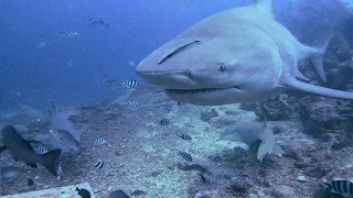 Diving with huge Bull Sharks- Beqa Lagoon Fiji 4K