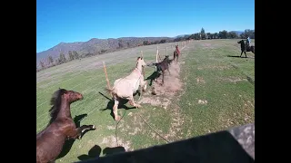 Laceo de yeguas loncha Alhué