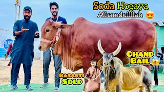 Meine Apni Qurbani 2024 Ka Janwar Khareed Liya | Mishkat Khan Basanti Sold | Qurbani Season 2024