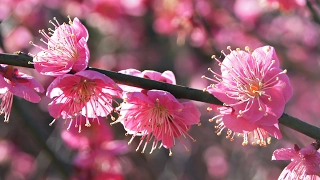 Ume Blossom in Atami - Shizuoka ᴴᴰ ● 熱海梅園 2017