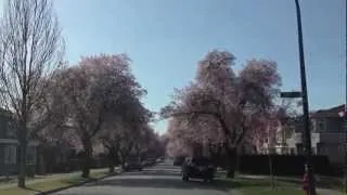 Vancouver Cherry Blossom 2013