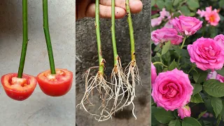 Propagate roses from cuttings with tomato | How to grow rose plant from cutting | Growing rose plant