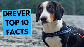 Drever - TOP 10 Interesting Facts