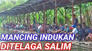 LOMBA MINGGUAN TELAGA SALIM - 1 LAPAK 3 INDUKAN !!!