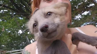 Apollo the fox pup plays with Emmie, Floofala, and Serafina