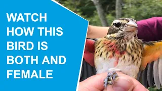 This extremely rare bird is both male and female