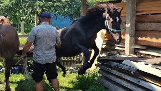 ВОРОНА КРАСУНЯ🌺 НА ПРОДАЖУ 💵/ЛОШИЧКА ПО ОБАМІ