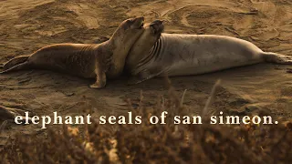 ELEPHANT SEALS OF SAN SIMEON 4K (Shot on BMPCC4K)