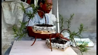 Crafting Juniper tree for bonsai