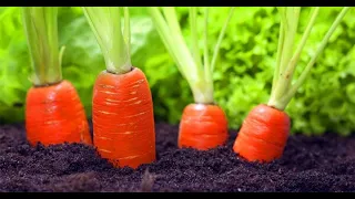 Подкормите этим морковь в июне - июле. Морковь будет огромная и сладкая.