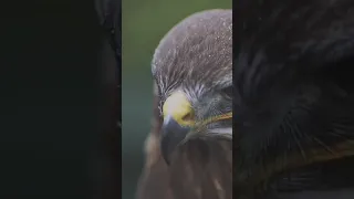 Buzzard Up Close with Canon 100mm Macro