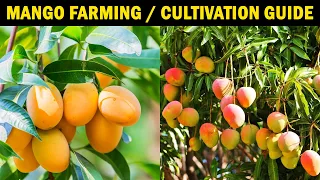 MANGO FARMING / MANGO CULTIVATION | How to grow Mango tree from Seed / Cutting at Home