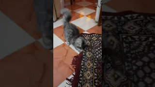 Персидская шиншилла Зара, играет с ковром