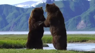 Photographers capture an intense fight between two ferocious bears 🐻