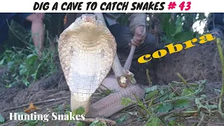 DIG A CAVE TO CATCH SNAKES EPISODE 43: THE HUNT FOR COBRA ATTACKED THE CHICKS