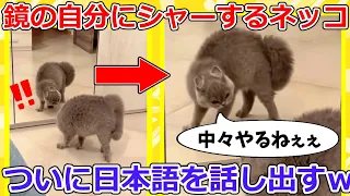 【2ch動物スレ】鳴き声が「なかなか、やるねぇ」の猫、威嚇した結果→可愛すぎるwww