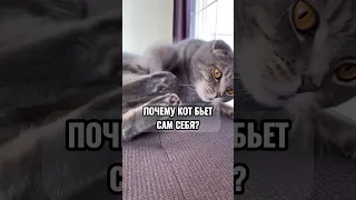 Почему кот бьёт себя лапами?