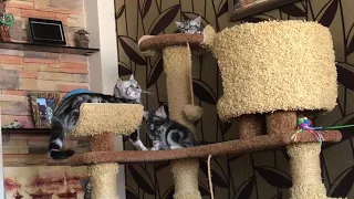 Британские мраморные серебристые котята (2,5 месяца)