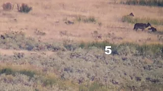 Yellowstone Wolves Junction Butte Pack - Seven gray puppies