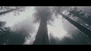 Sequoia National Park (Cinematic Video)