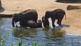 Elefanten baden mit ihren Babys im Kölner Zoo