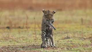 Leopard Holding Baboon Mom in Its Mouth as Infant Clings to Her