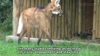 Bush Dog and Maned Wolf Enrichment - Testing the Rotating Feeders