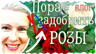 ВЛОГ | УДОБРИТЬ РОЗЫ. ЗАДОБРИТЬ МУЖА. НЕ ПЕРЕПУТАТЬ! | МЕДАЛЬОНЫ ИЗ СВИНИНЫ С РАТАТУЕМ